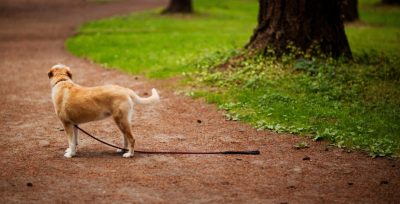 Cómo encontrar un perro perdido: consejos de detectives