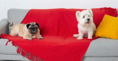 Qué tapicería de sofá elegir si tienes mascotas