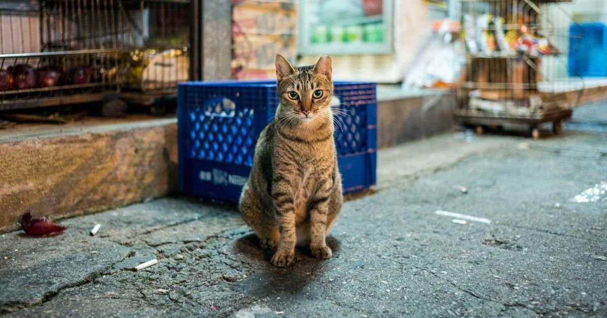 Cómo ahuyentar gatos callejeros?