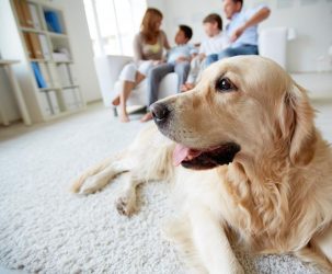 Consejos para adaptar a un perro adoptado a su nuevo hogar