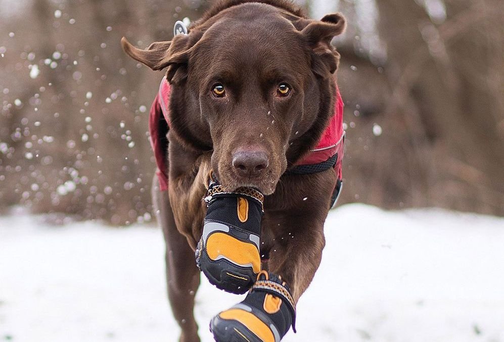 PROTAURI Botas de Perro Zapatos de Perro Botas para Perros Zapatos para Mascotas Calentar Deporte al Aire Libre Invierno Antideslizante para Perro Pequeña Mediano Grande