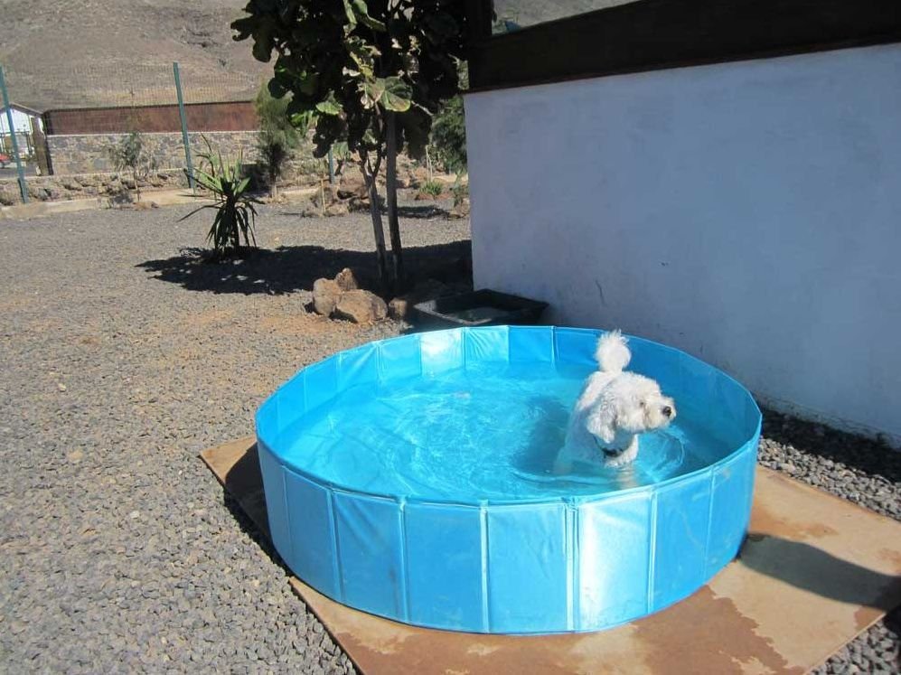 Cómo hacer una piscina casera para perros- Paso a paso